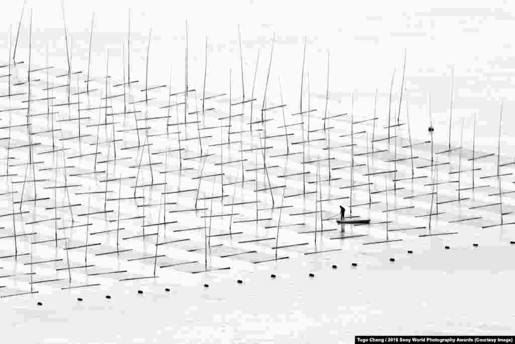 Китайский рыбный фермер среди бамбуковых удочек