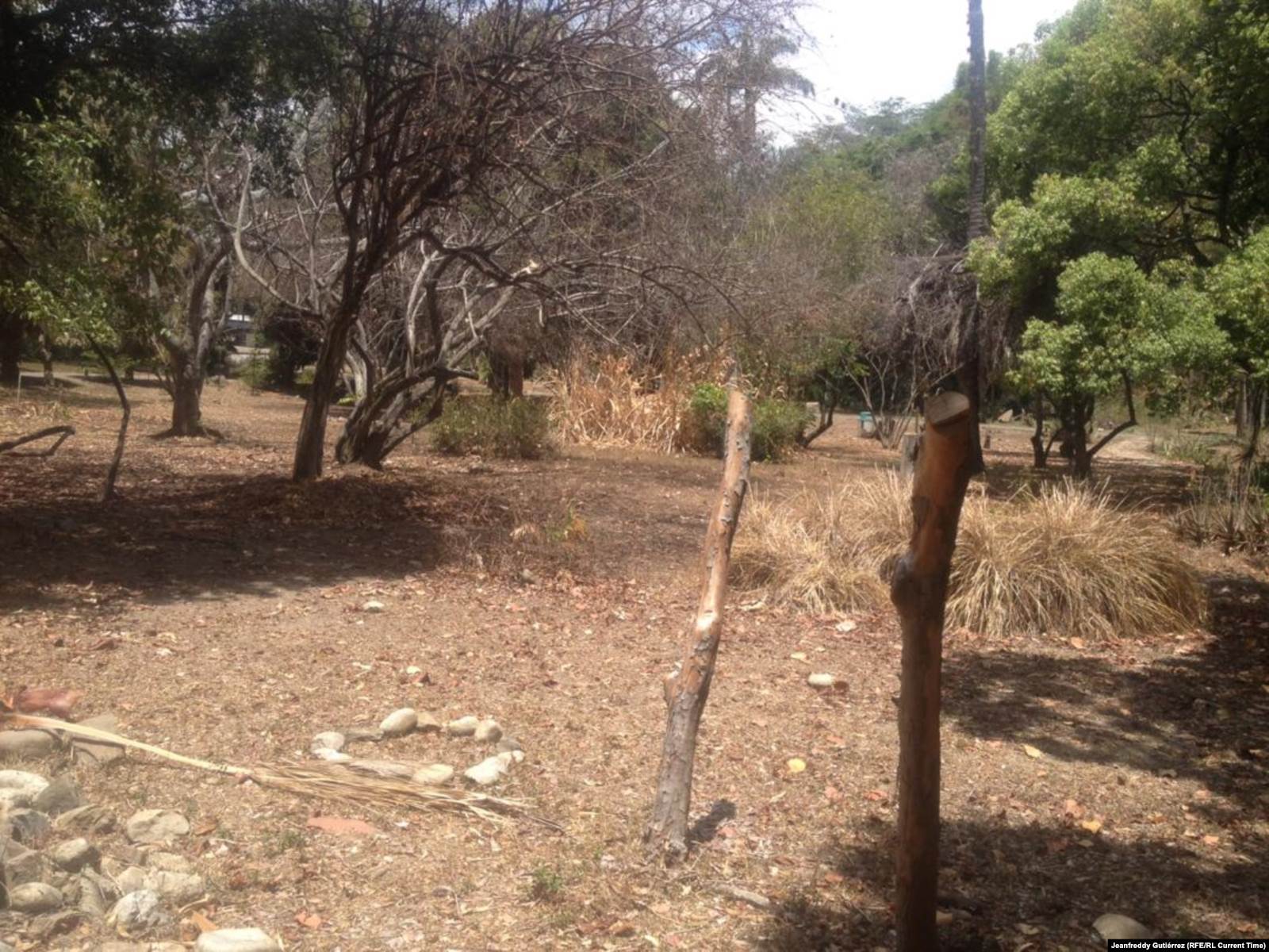 Ботанический сад в Каракасе погибает от засухи. Фото: Жанфредди Гутьеррес