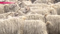 В Таджикистане начался сезон стрижки коз