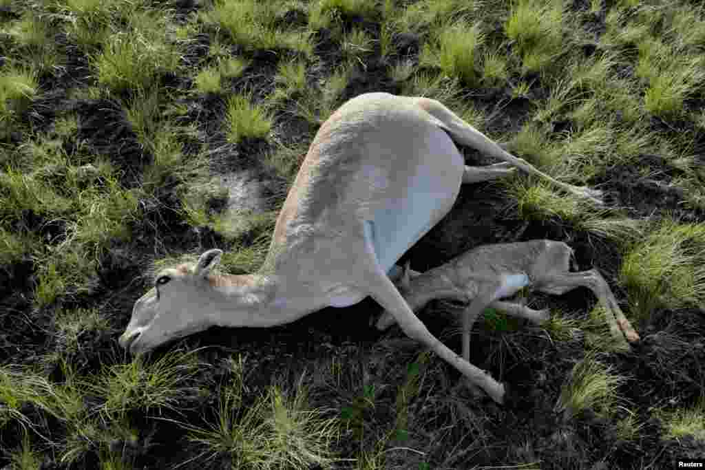 Погибшие самка сайгака с детёнышем. Костанайская область, 20 мая 2015 года &nbsp;